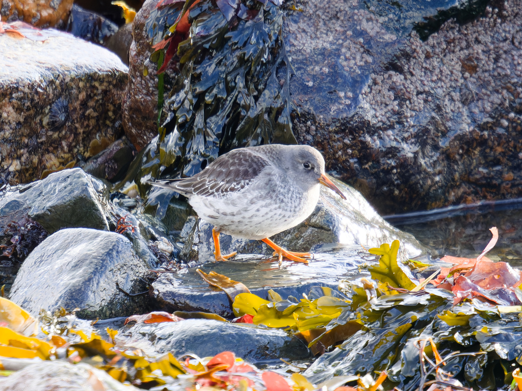 Purple Sandpiper